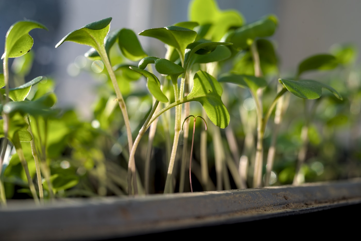GrowerBuddy | Planting Calendar & Growing Guides